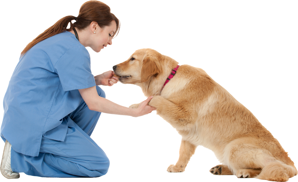 Veterinarian With A Dog — St. Louis, MO — Hampton Animal Hospital