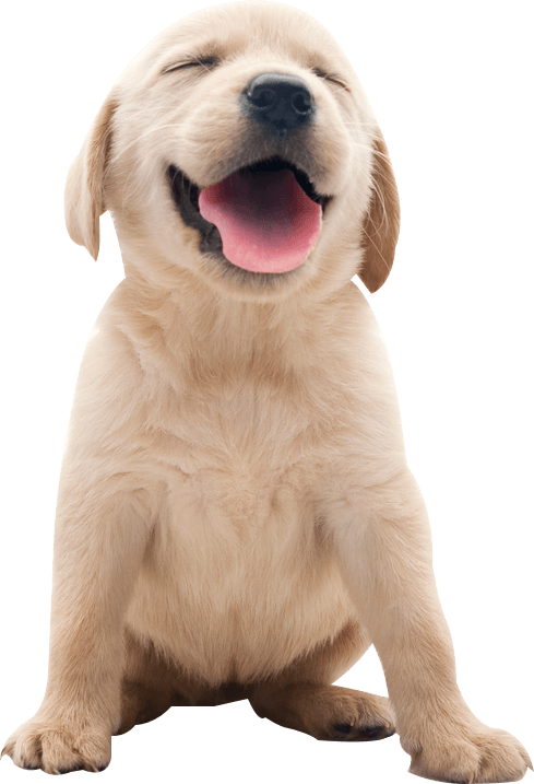 Cute Happy Dog — St. Louis, MO — Hampton Animal Hospital