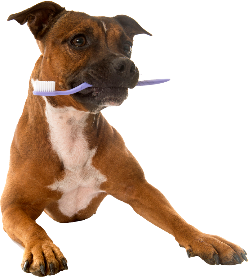 Dog With Toothbrush On Its Mouth — St. Louis, MO — Hampton Animal Hospital