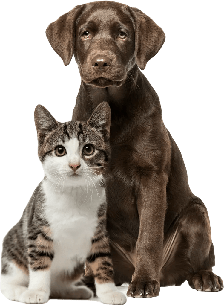 Cat And Black Dog — St. Louis, MO — Hampton Animal Hospital