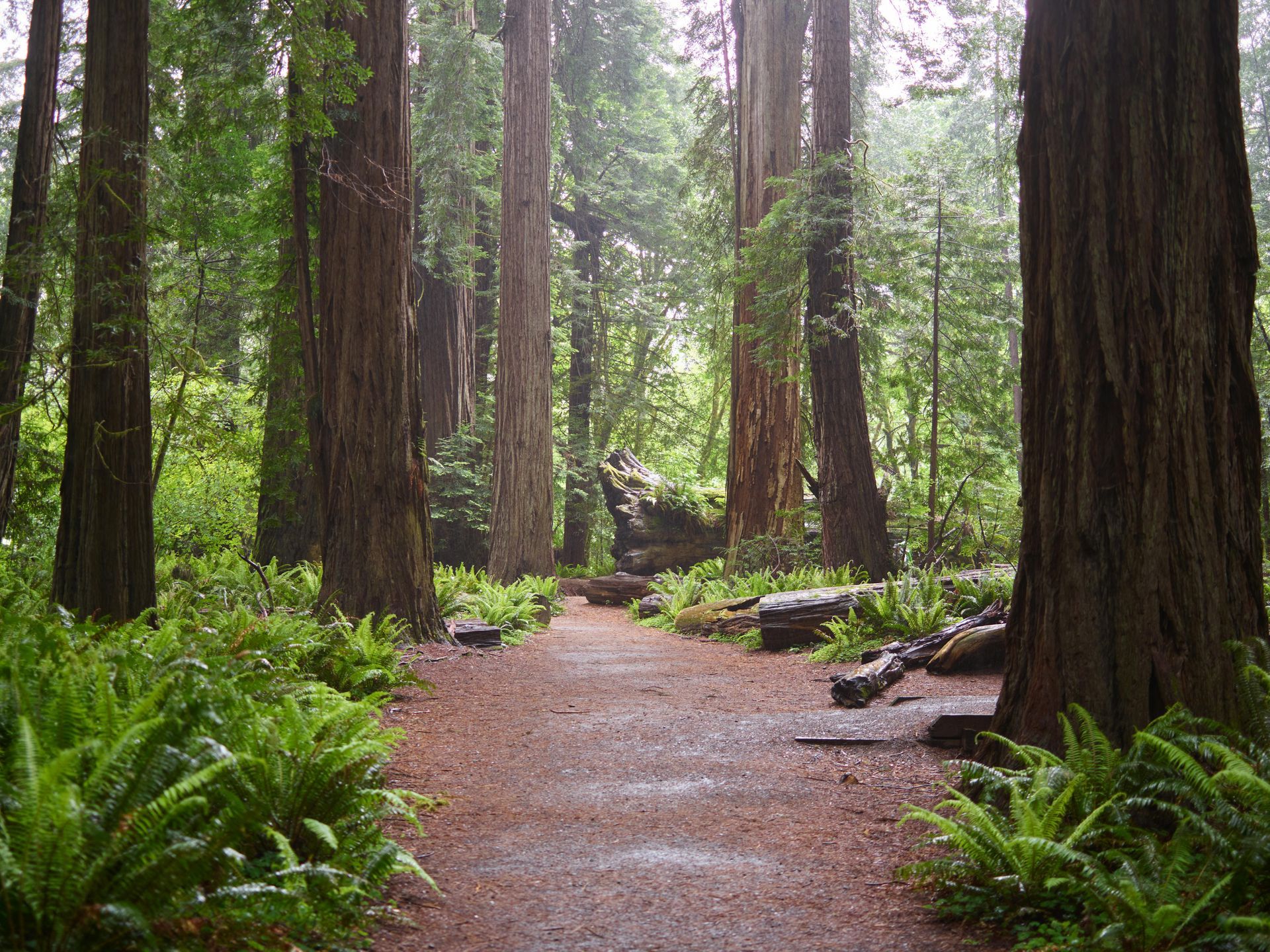 redwoods