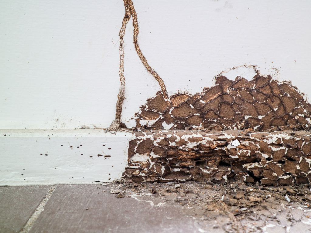 A pile of termites laying on the floor next to a wall