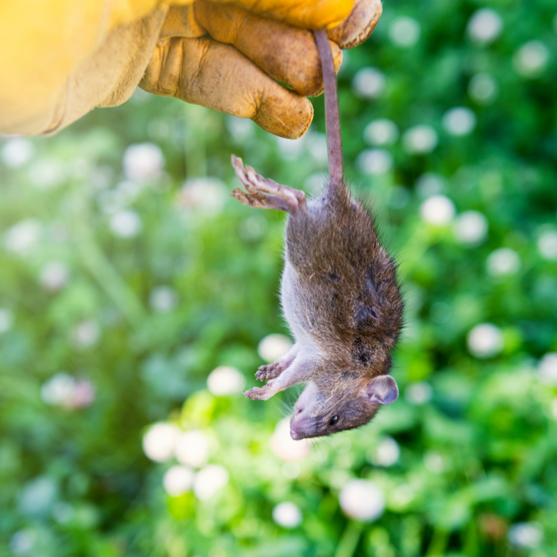 Dead Animal Removal  Pest Control Services