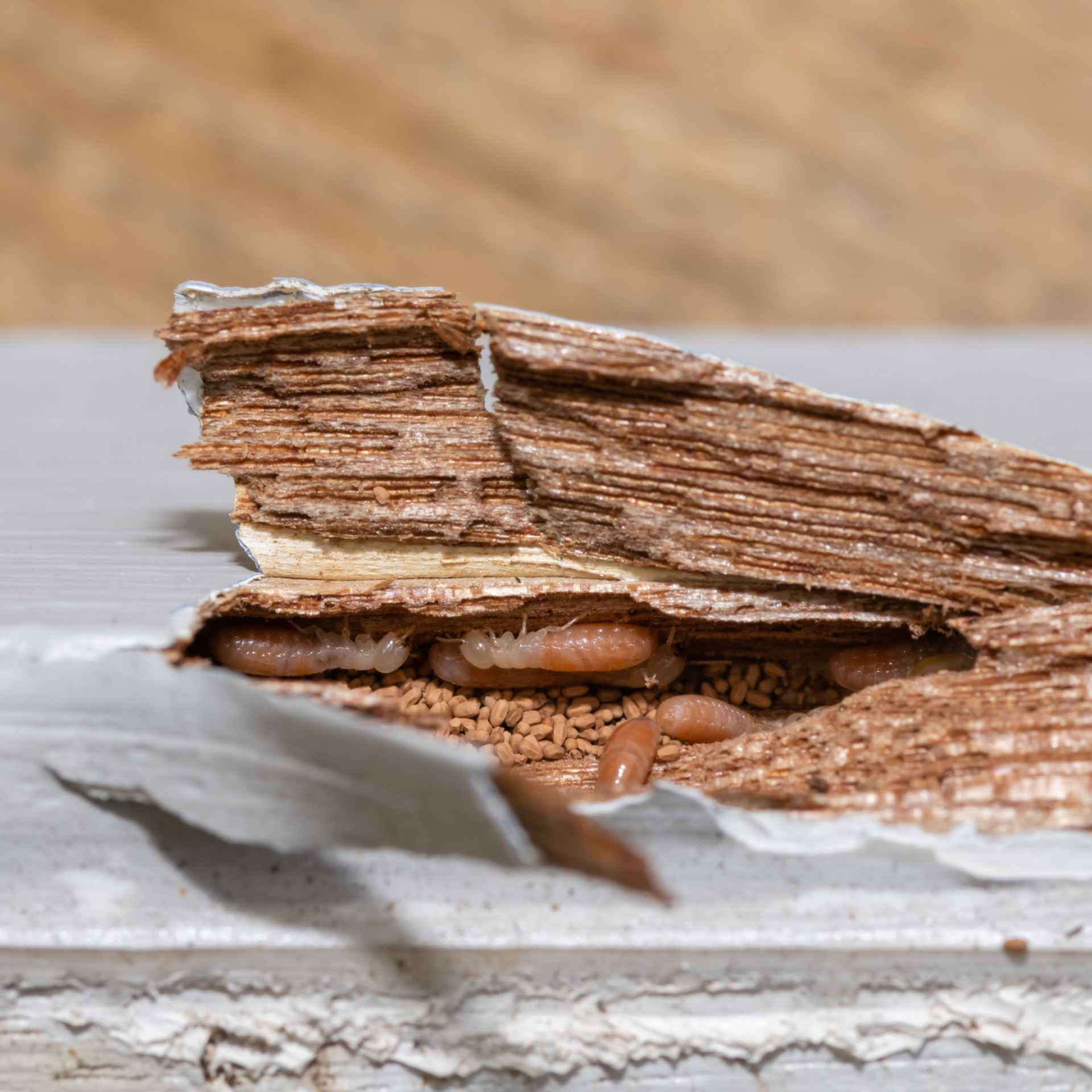 A close up of a piece of wood with termites coming out of it.