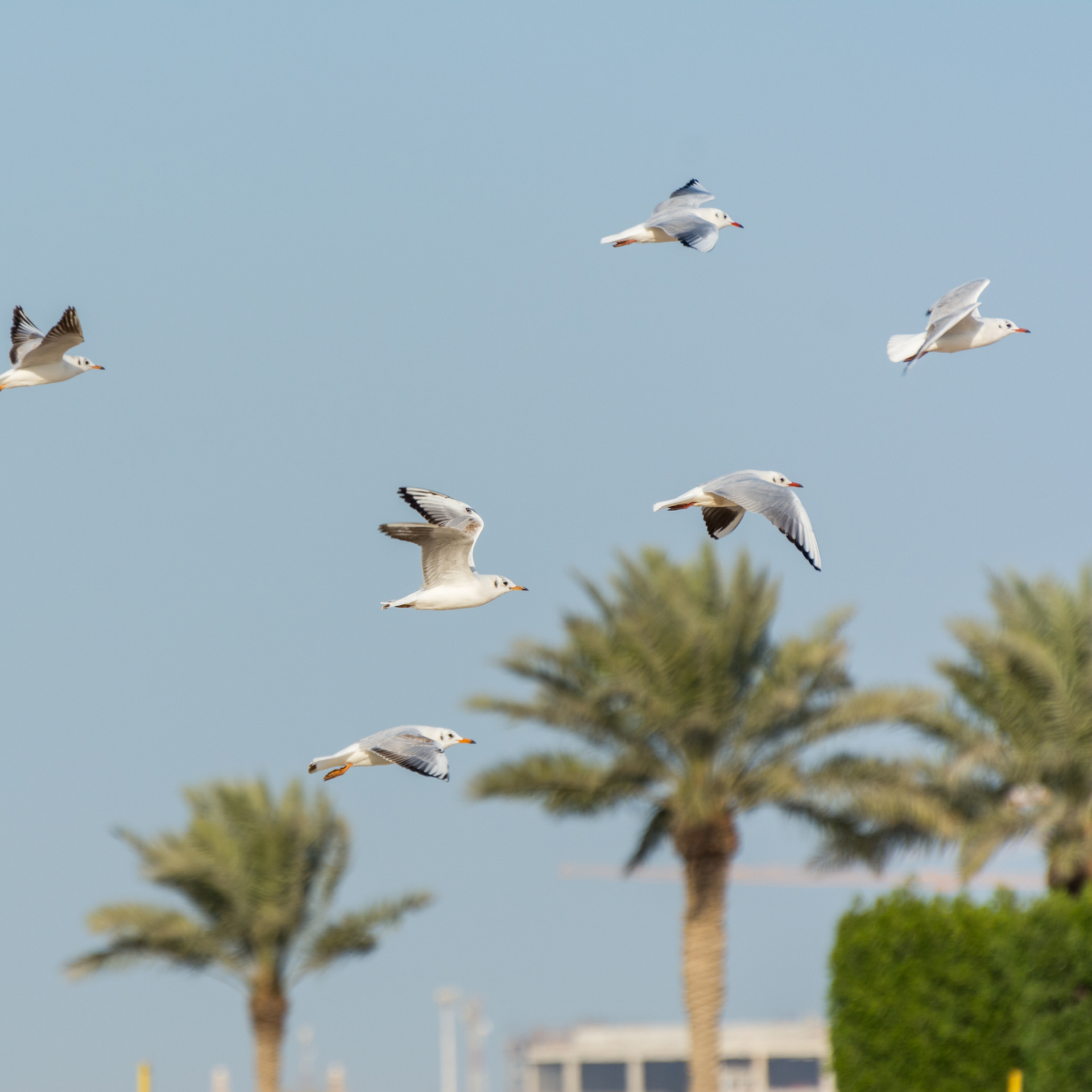 A flock of seagulls flying over palm trees for wildlife pest control services