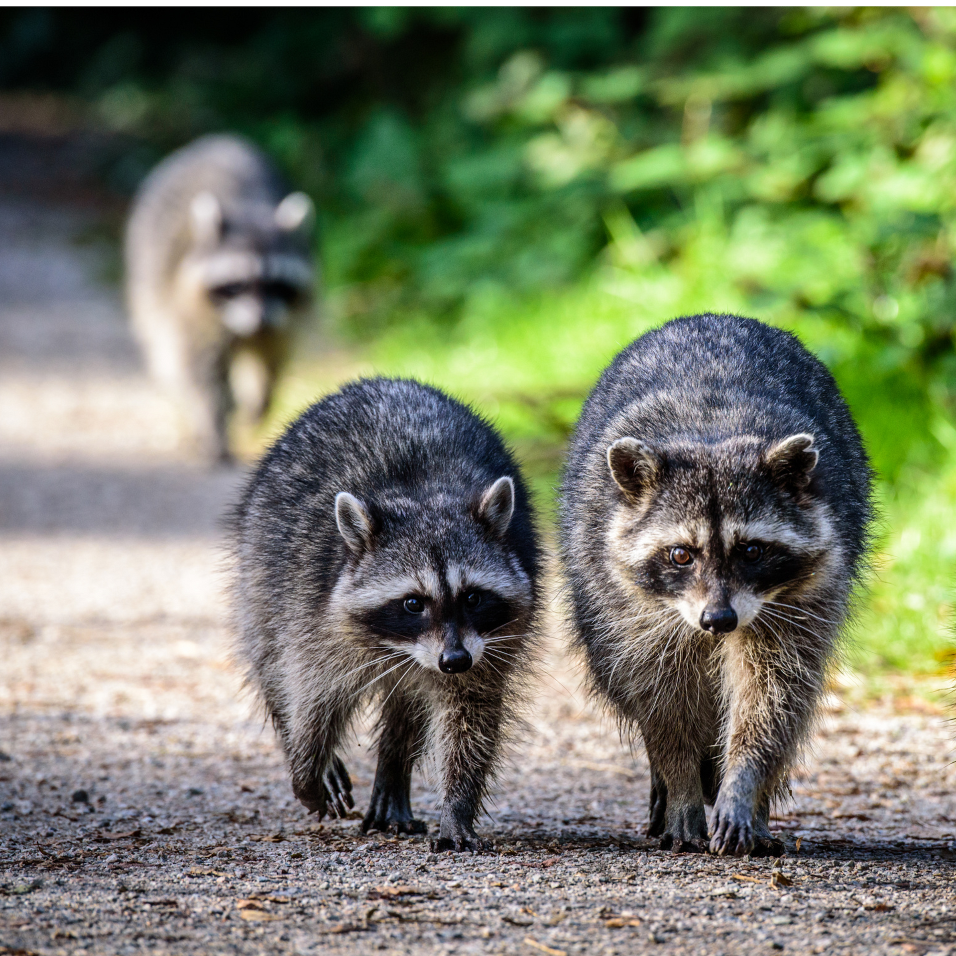 Three raccoons are walking down a dirt road for wildlife pest control services