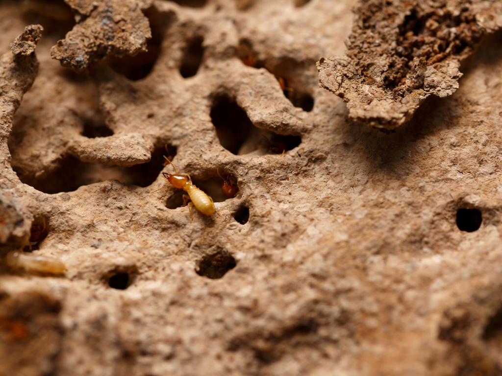 A close up of termites in a termite mound.