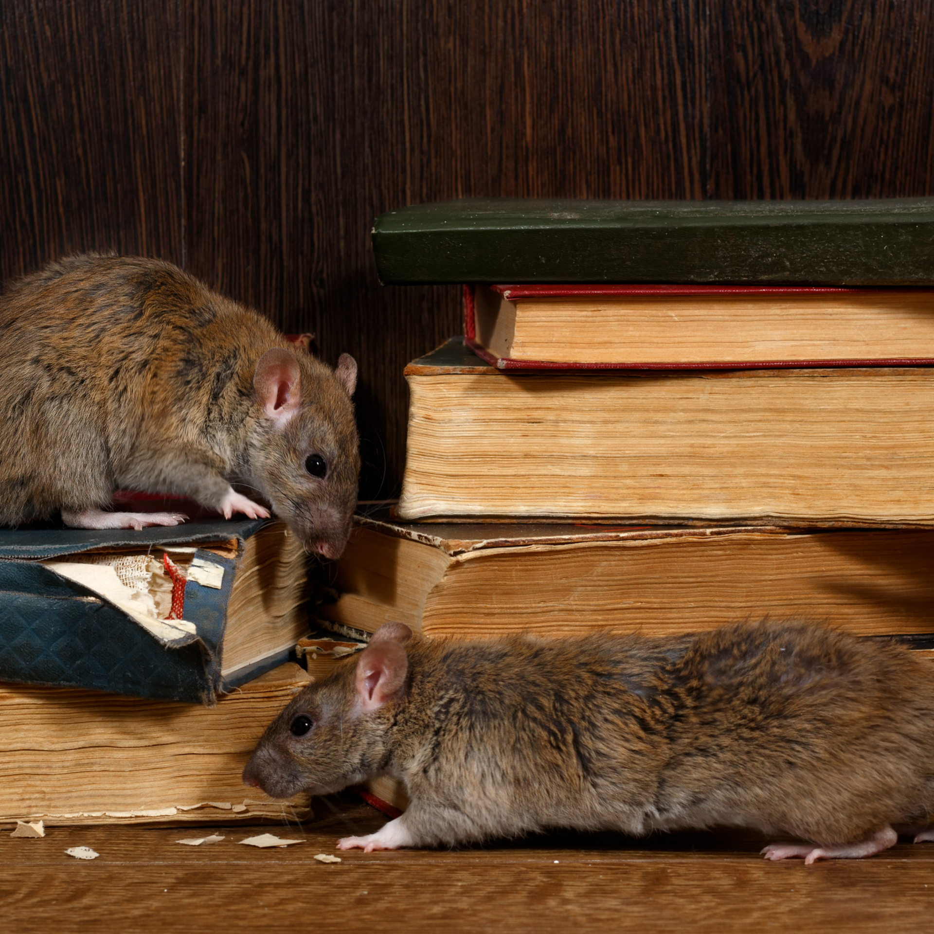 Rodent Pest Control Services