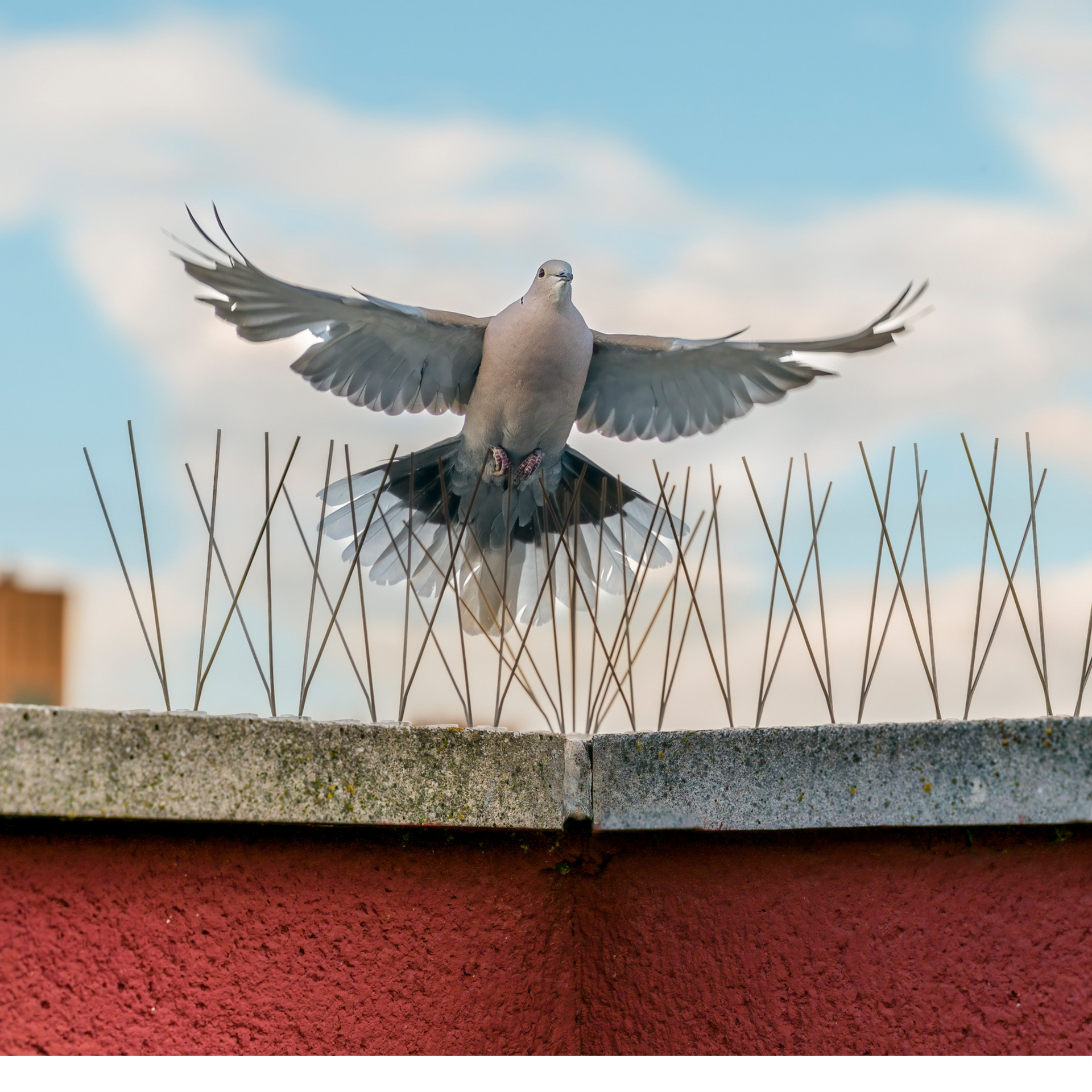 A pigeon is flying over a row of spikes for wildlife pest control services