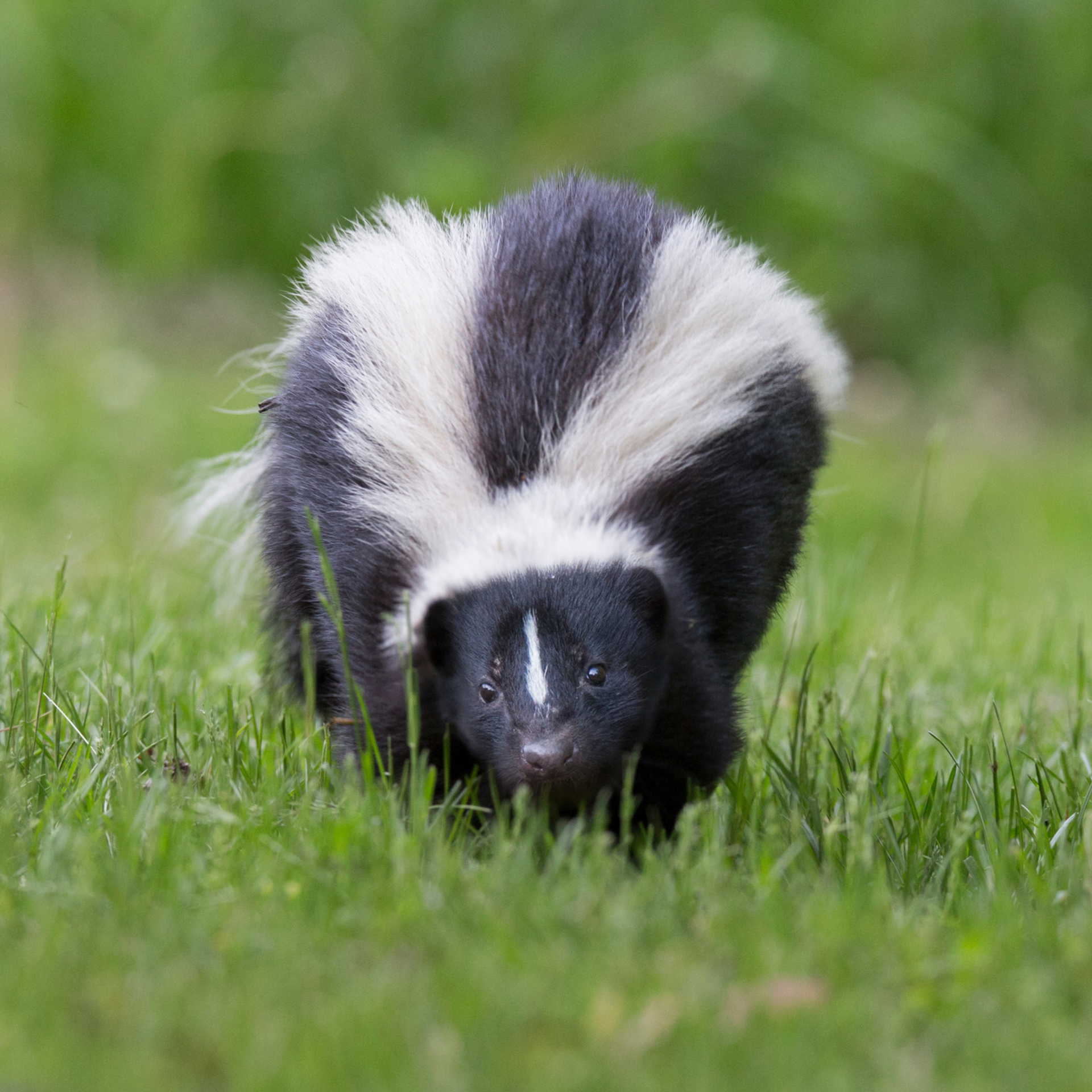 A black and white skunk is walking through the grass for wildlife pest control services