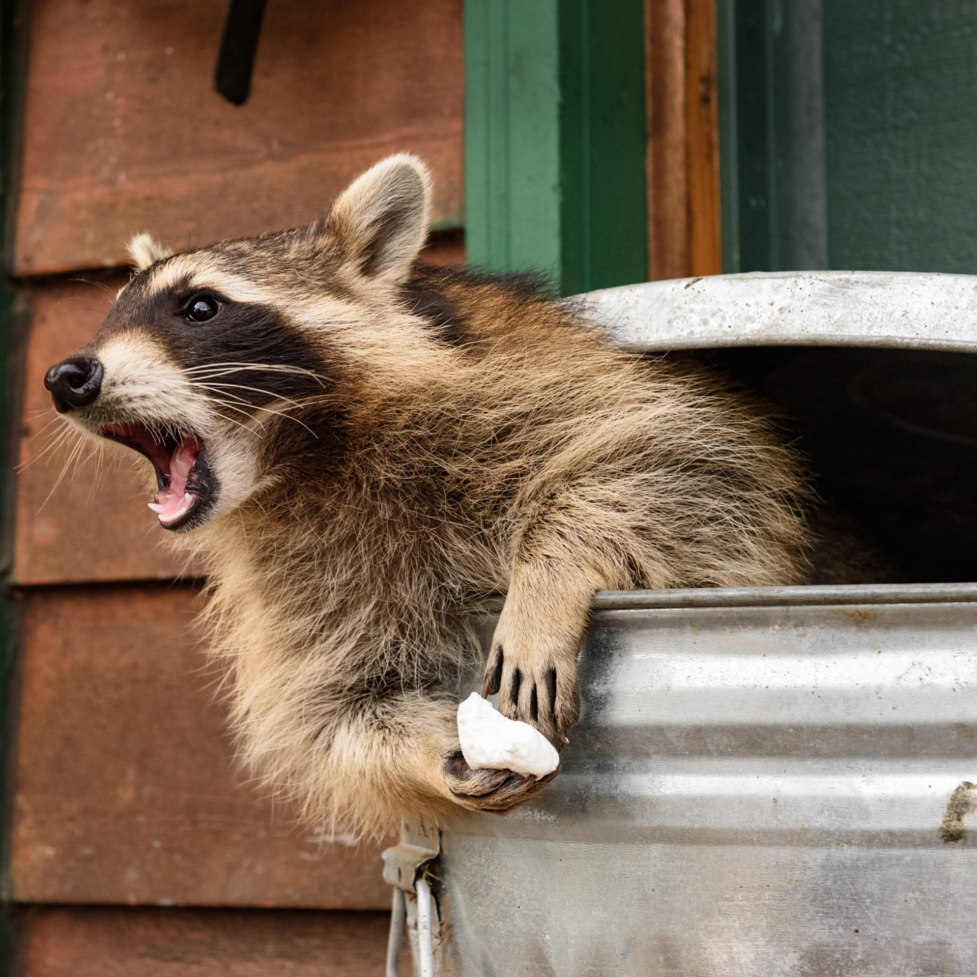 A raccoon is sticking its head out of a trash can for wildlife pest control services
