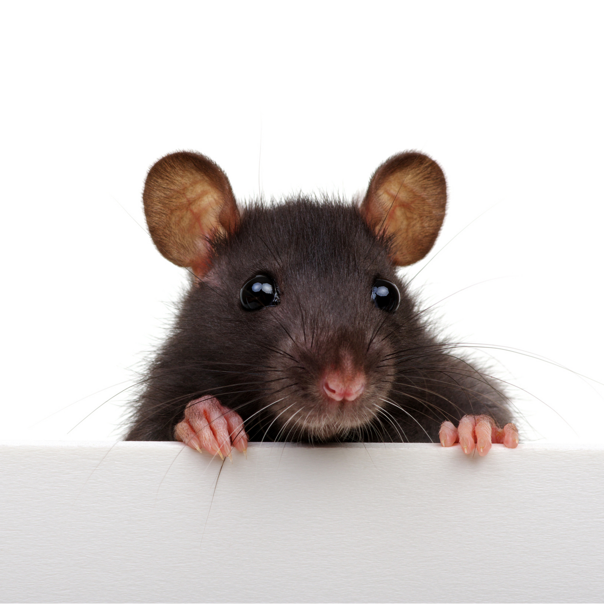 Rodent Control Pest Control Services