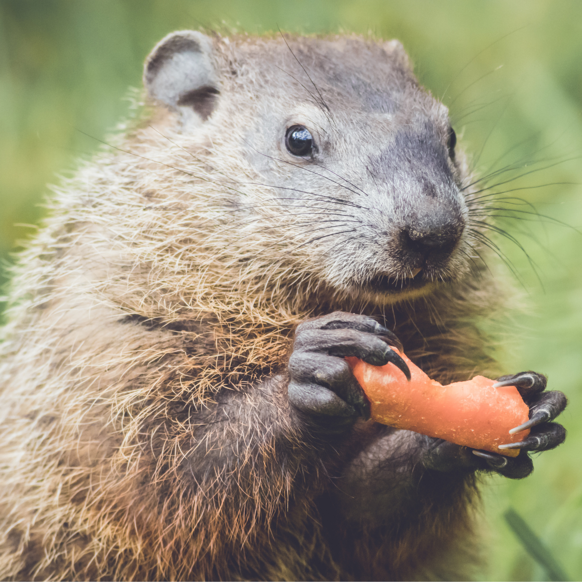 Gopher Pest Control Services