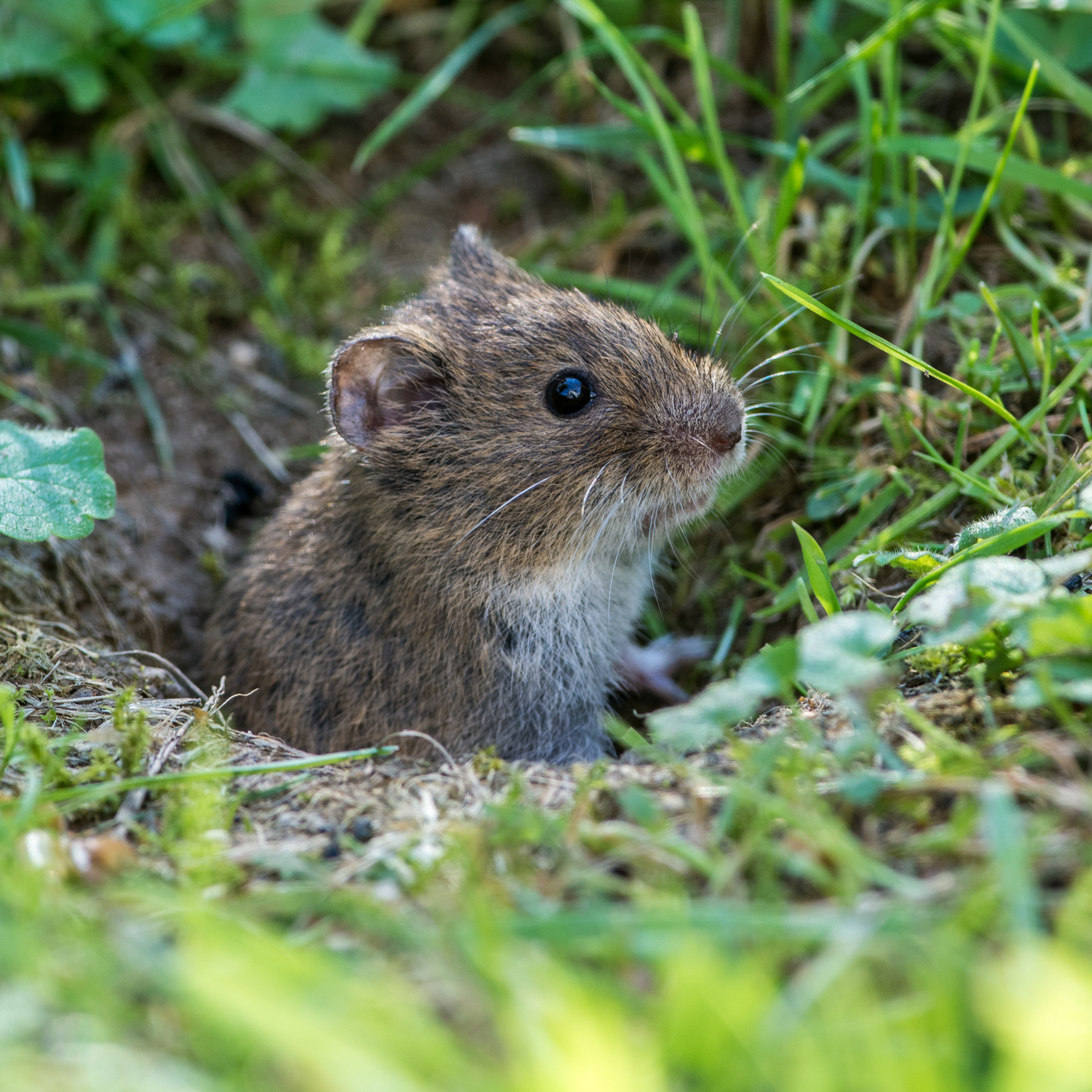 Mole & Vole Pest Control Services