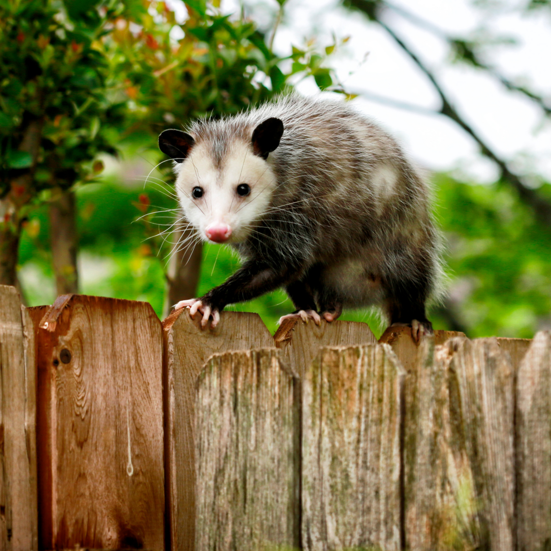 An opossum is standing on top of a wooden fence for wildlife pest control services
