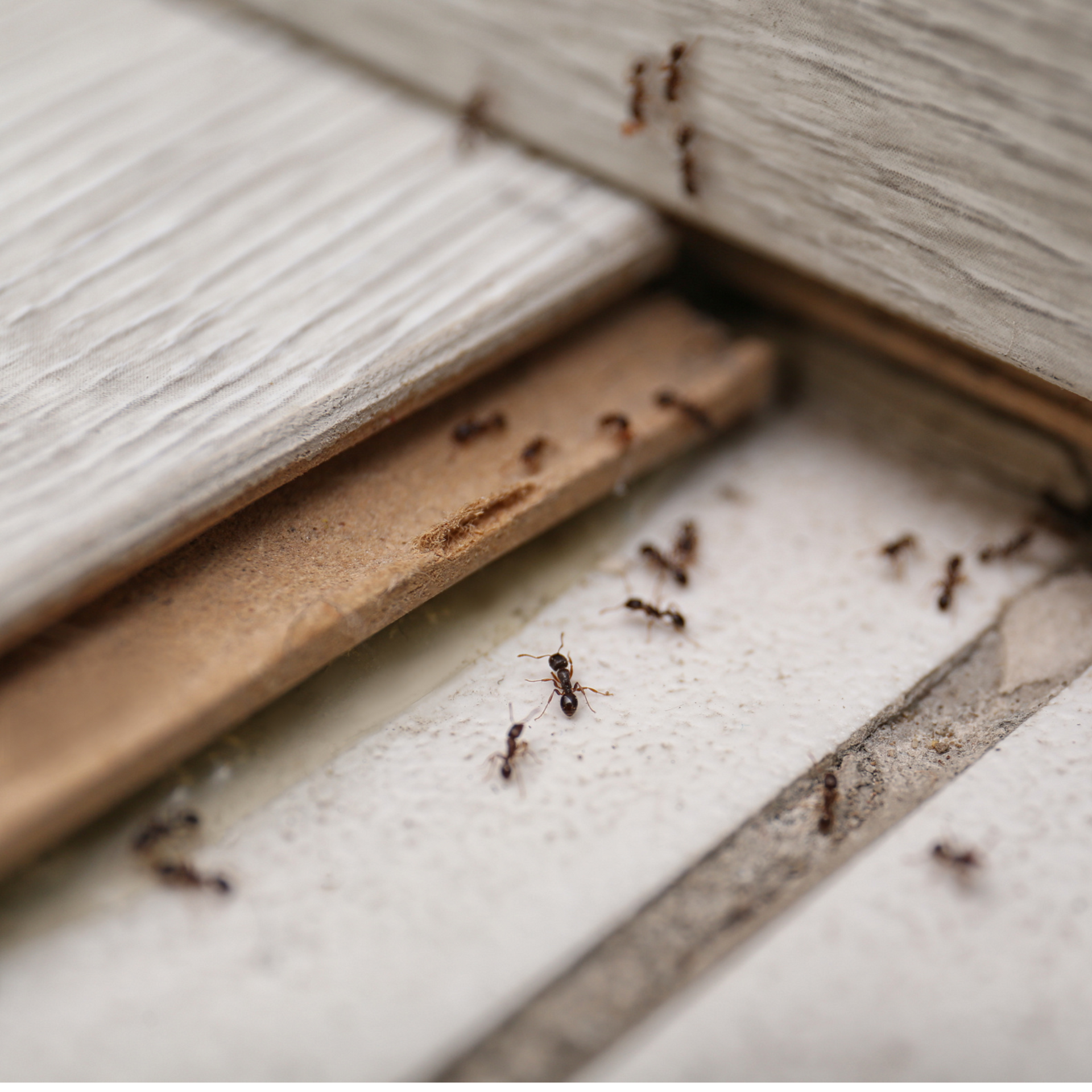 Insect Control Pest Control Services