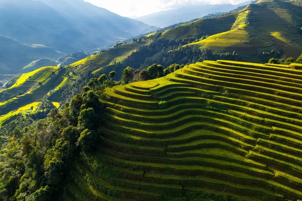 Green terraced rice fields on a mountainside, bathed in sunlight.