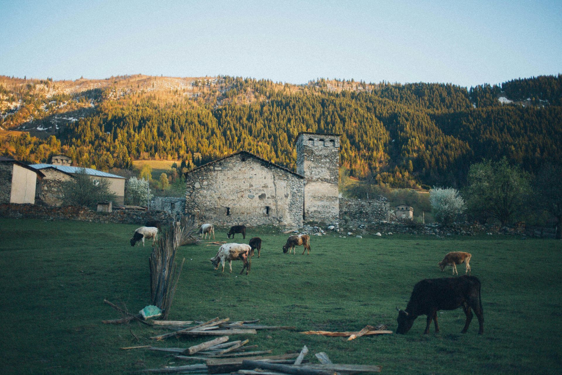 Cows graze on a grassy field in front of a stone building and a forested mountain range.