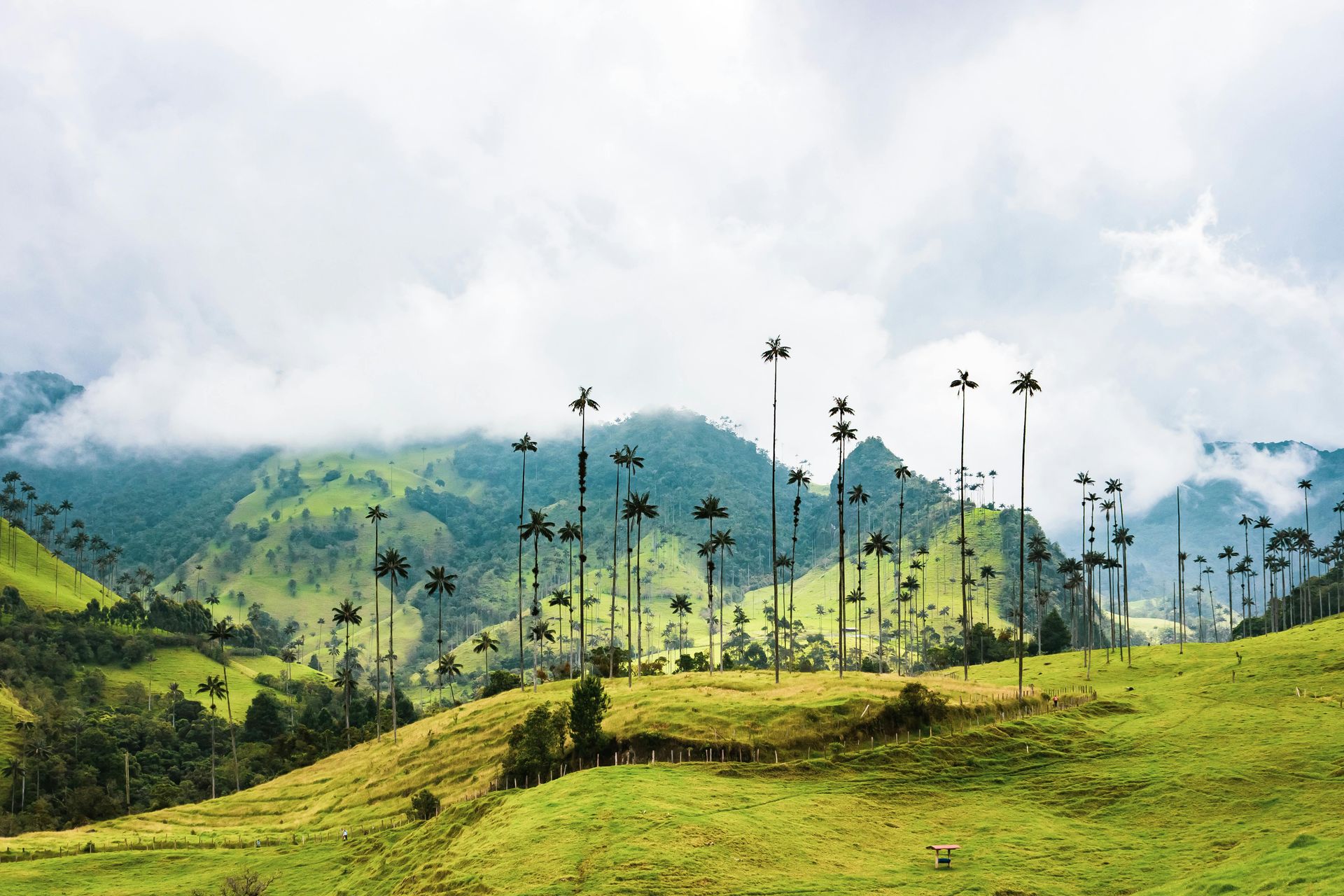 Rolling green hills dotted with tall, thin wax palm trees against a backdrop of mountains and cloudy sky.