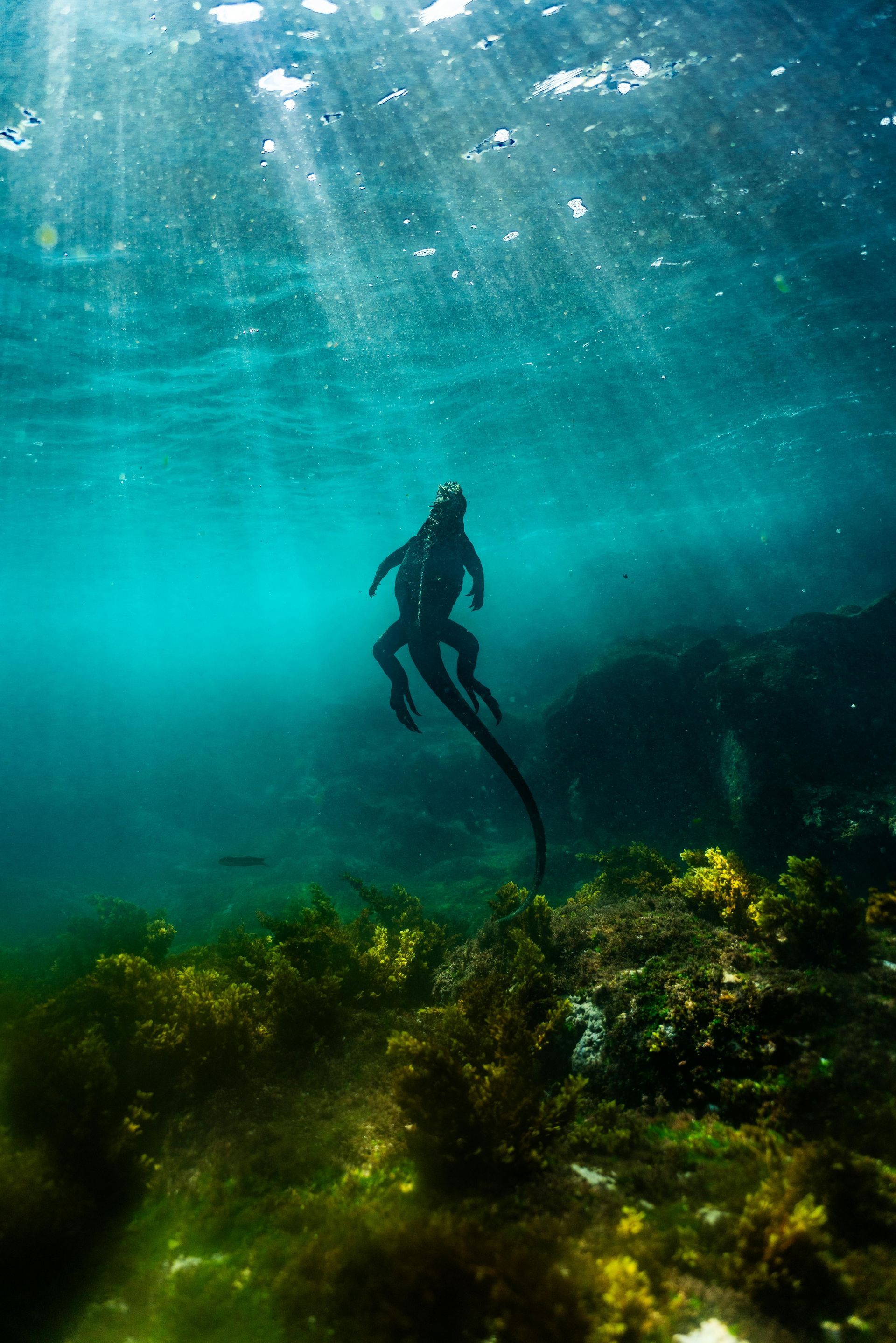 Person with long tail swims underwater; sunlight beams through the surface onto the reef.