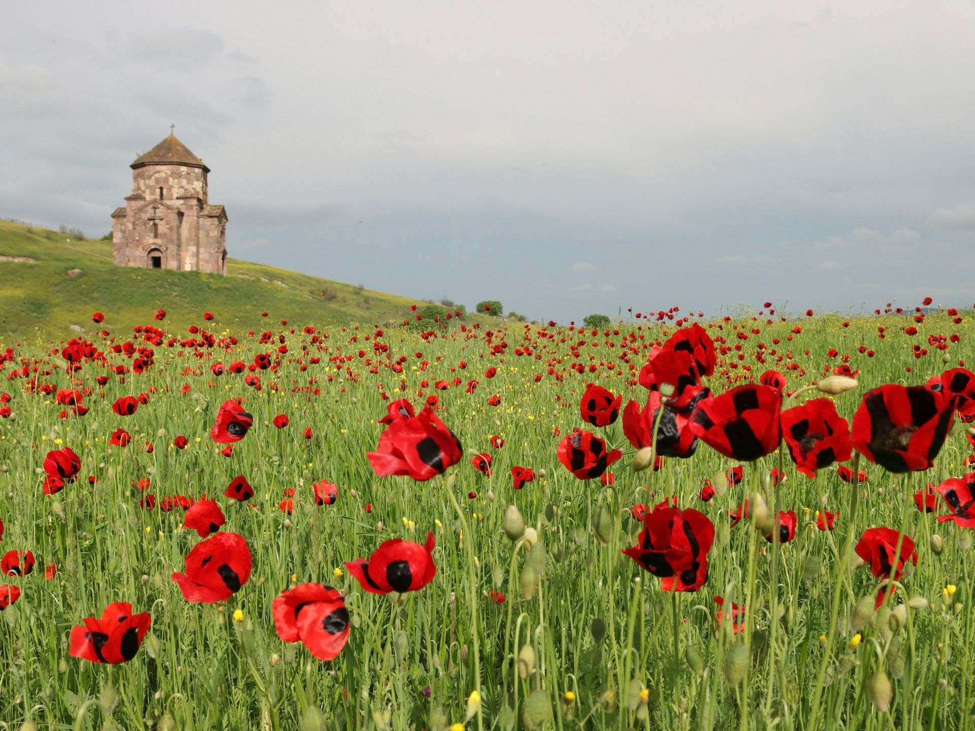 Field of red poppies with a stone church on a green hill under a cloudy sky.