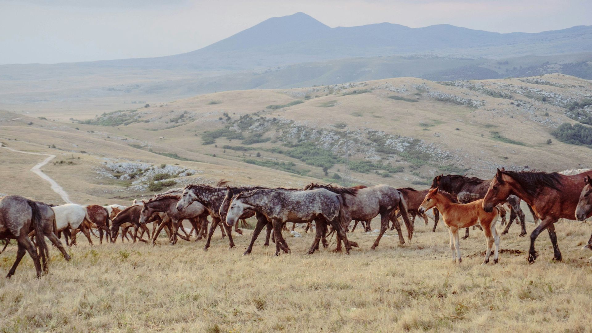 Herd of horses grazing on a hillside; brown, gray, and white coats; mountain in the background.