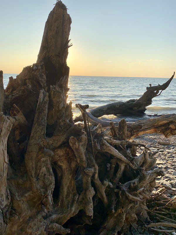 Driftwood on Beach