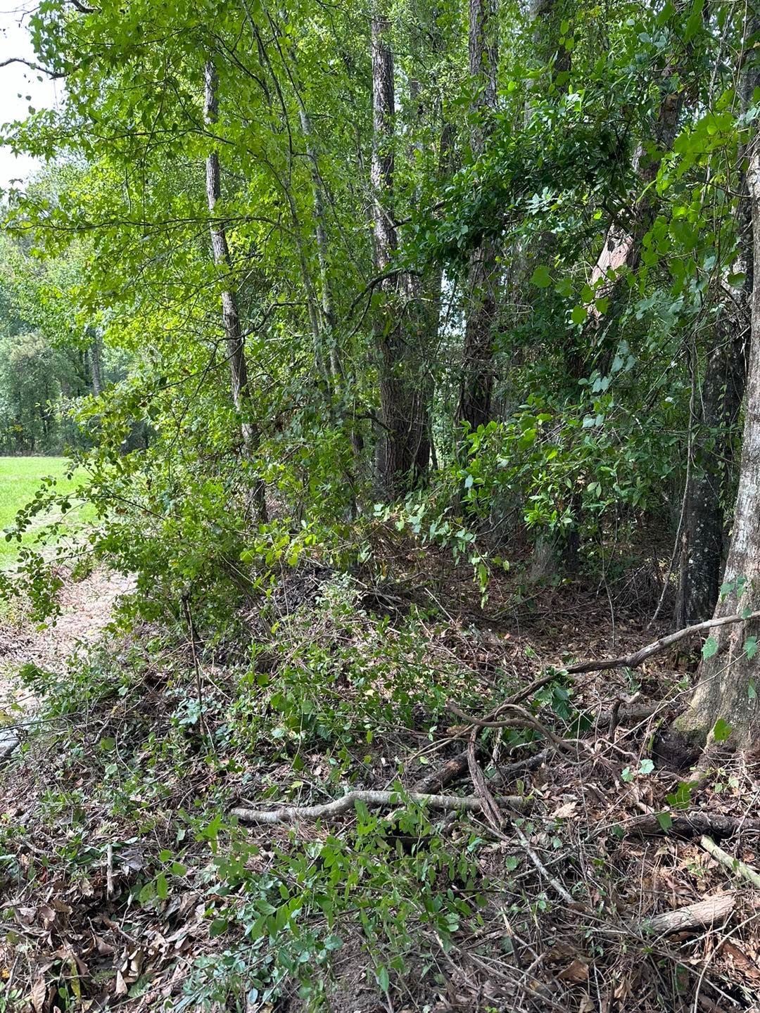 A dense wooded area with a pile of fallen branches and leaves in the foreground. Green trees and foliage fill the frame.