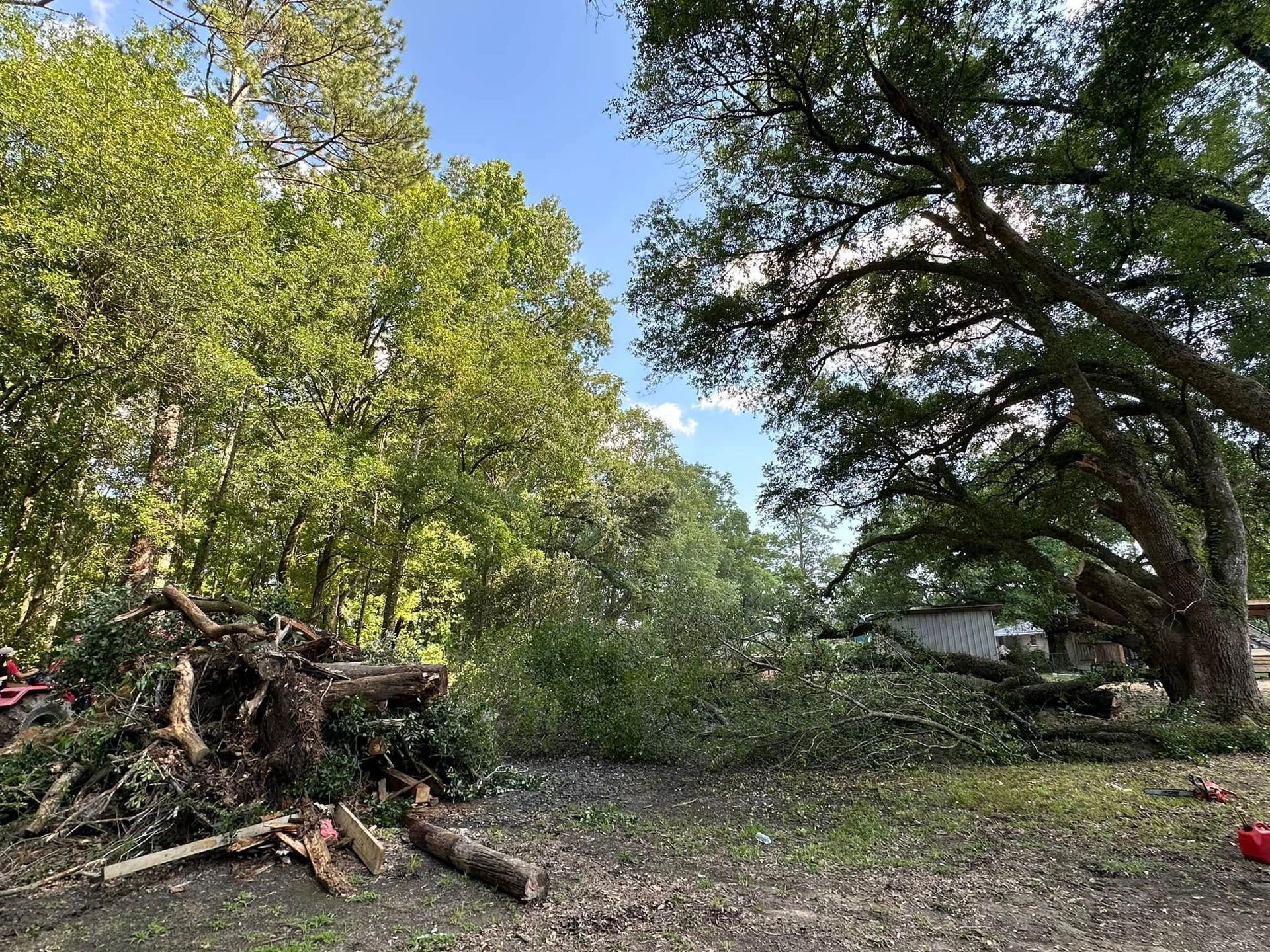 A yard with tree debris and a large tree. A pile of cut branches and wood sits on the left.