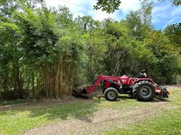 A red tractor clearing vegetation near a bamboo forest. The tractor is on a grassy area under a bright sky.