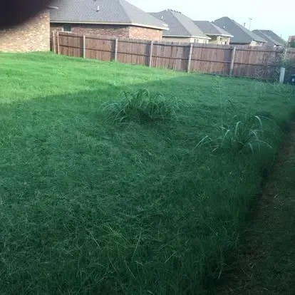 thick green grass 