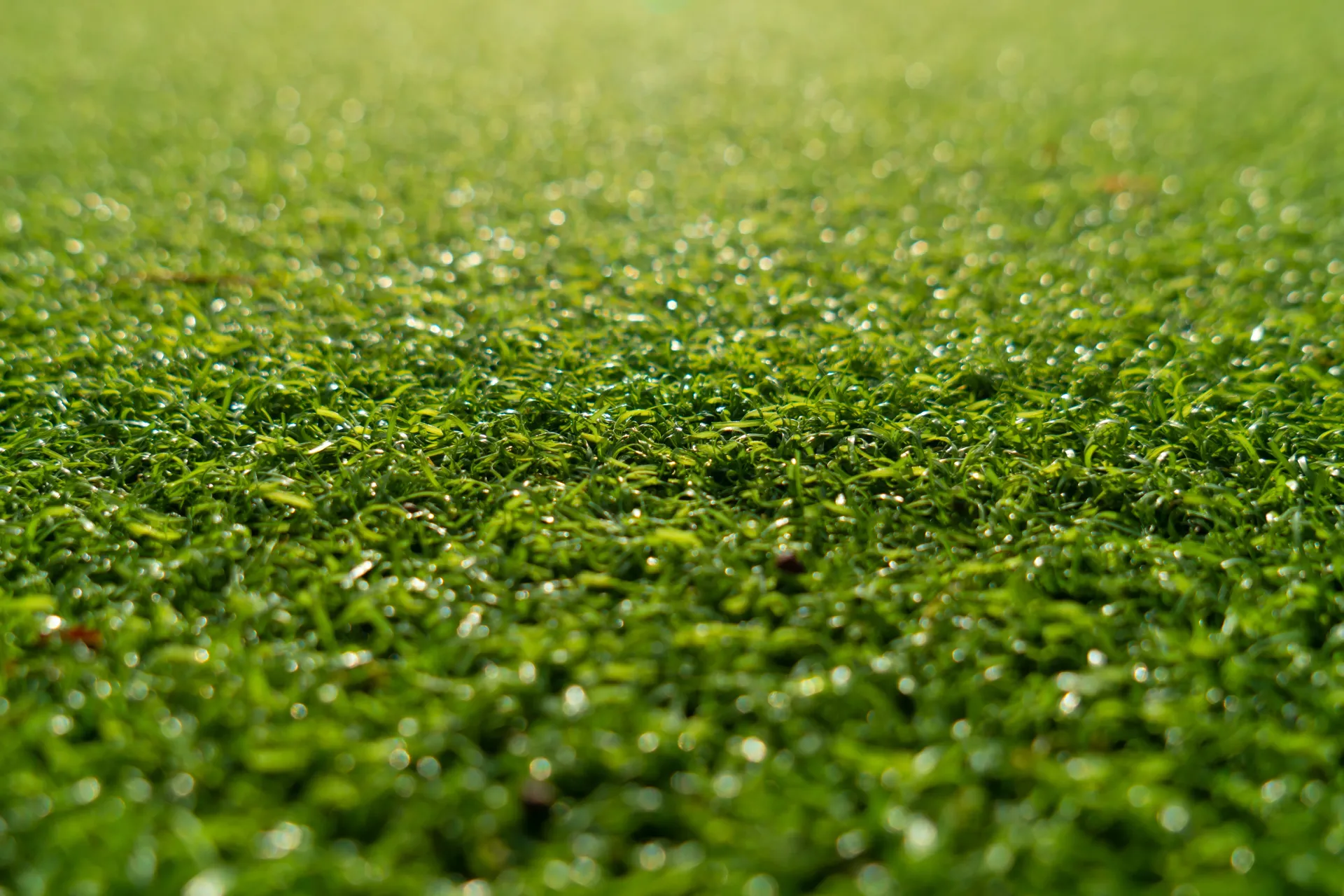 Synthetic grass lawn for low maintenance yard