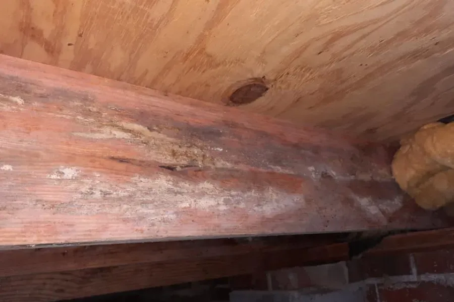 Mold growth on a wooden beam and plywood ceiling in a crawlspace.