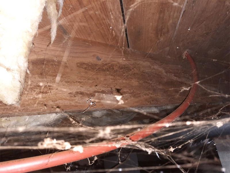 Wooden attic with pink cable, insulation, and spider webs.