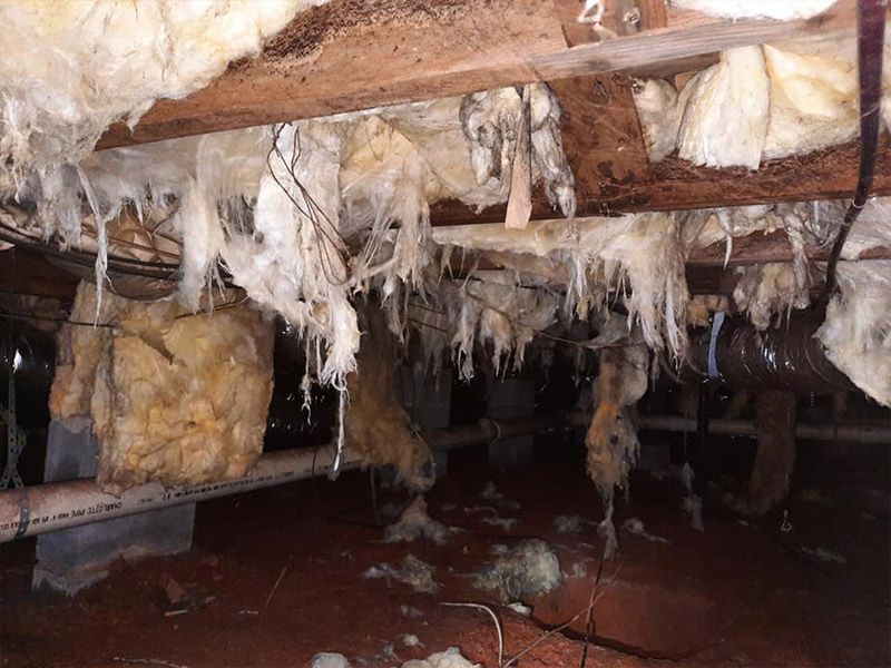 Underneath a building, insulation hangs from wooden beams, possibly moldy, with visible pipes.