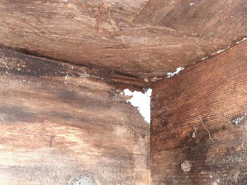 Dark, moldy corner of a wooden structure with white patches of growth and signs of water damage.