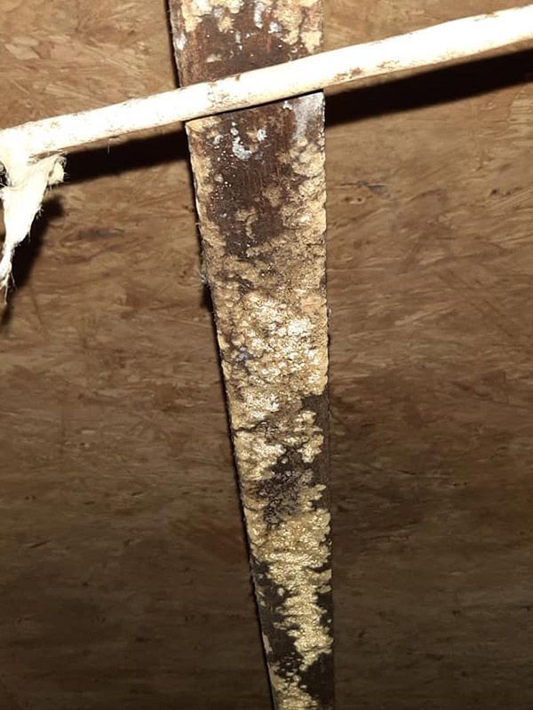 Wooden beam covered in mold and white growth against a wood panel ceiling.