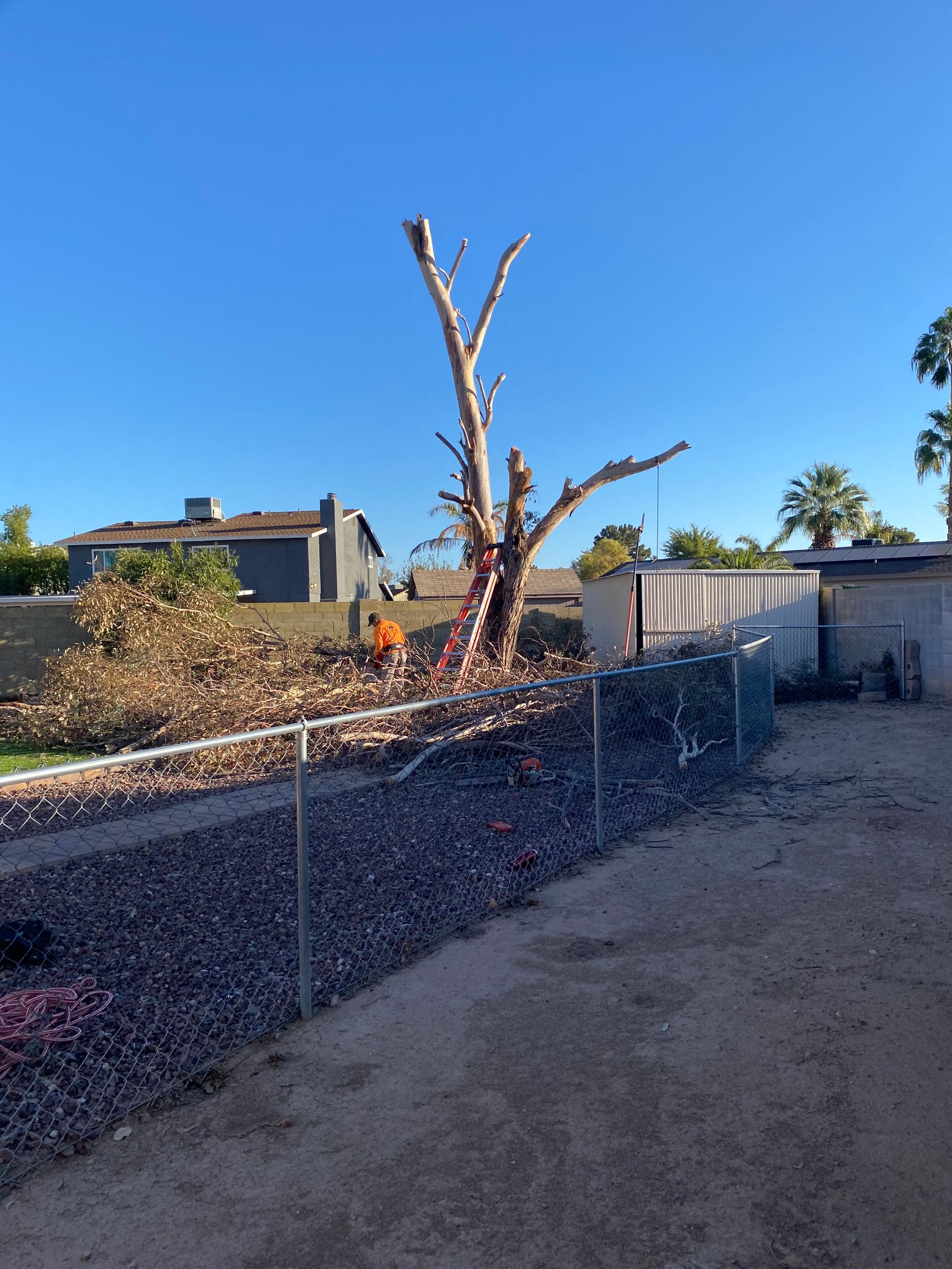 A tree is being cut down in a backyard behind a chain link fence.