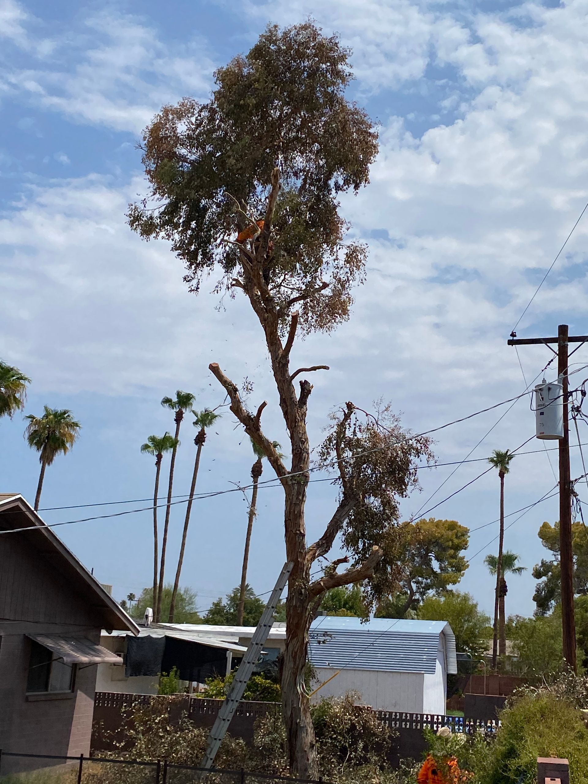 A tree is being cut down in front of a house