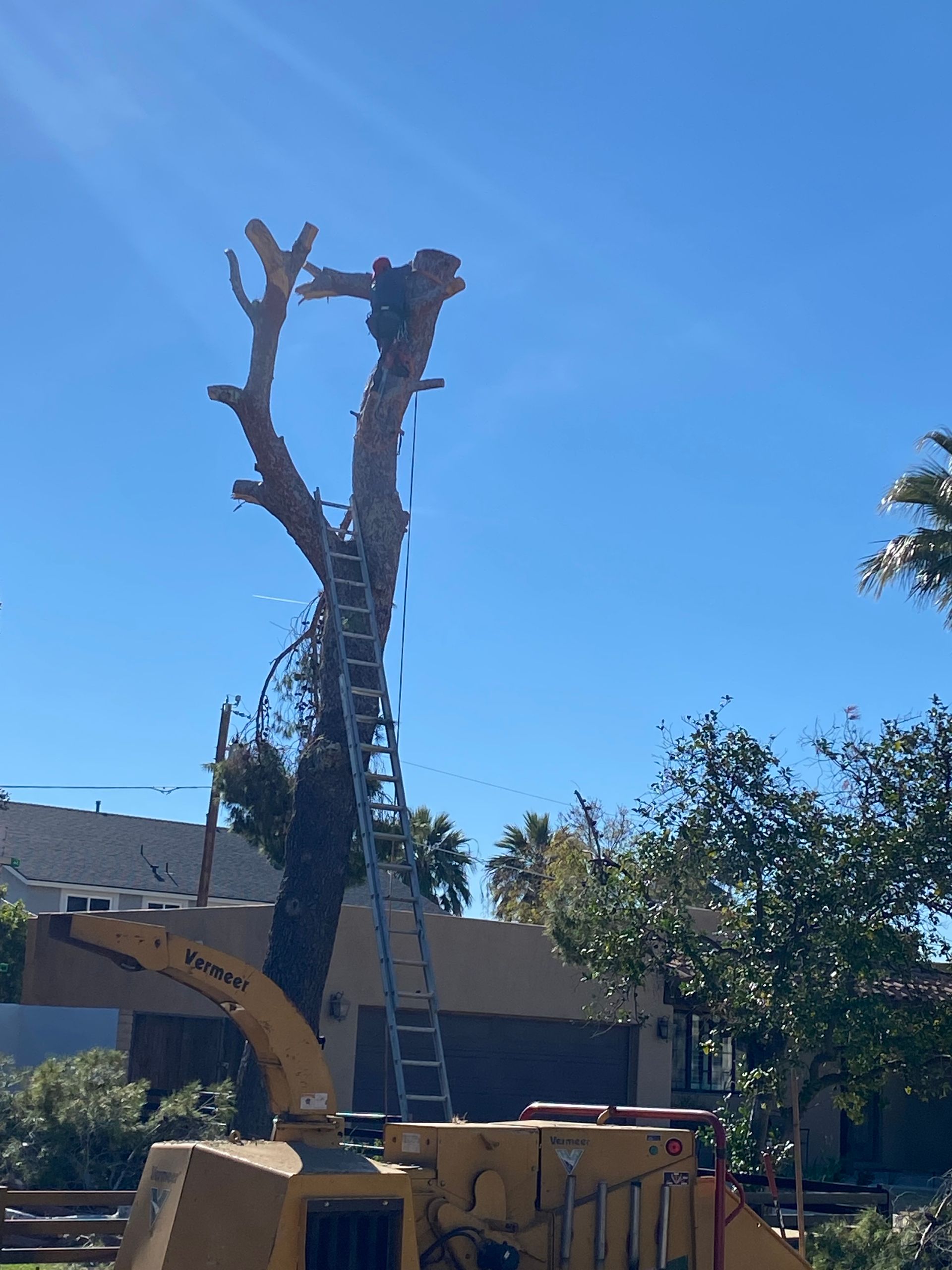 A tree is being cut down by a machine with a ladder attached to it