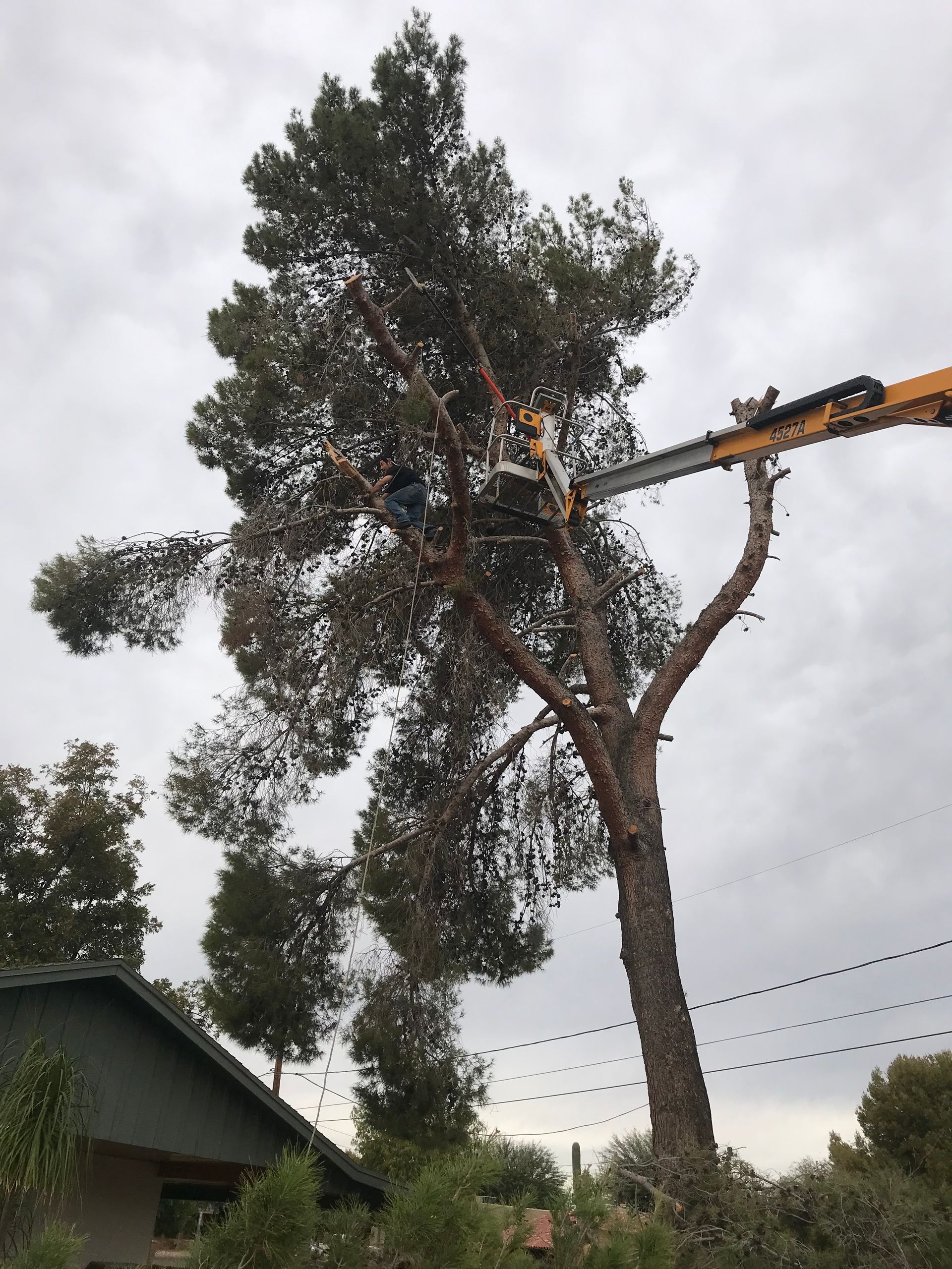 A man is cutting a tree with a chainsaw