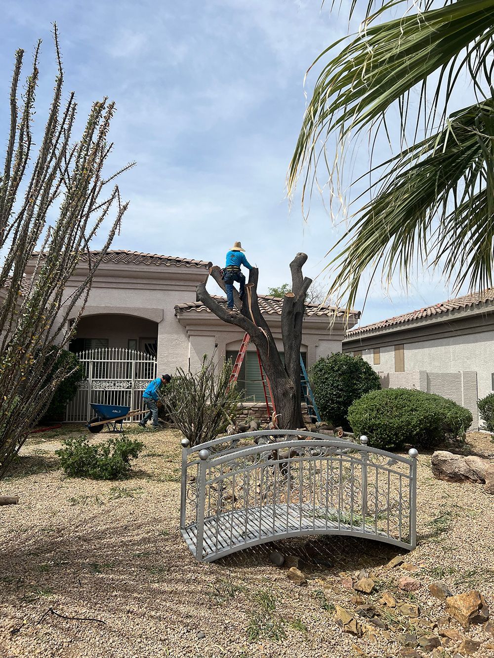 A man is cutting a tree in front of a house.