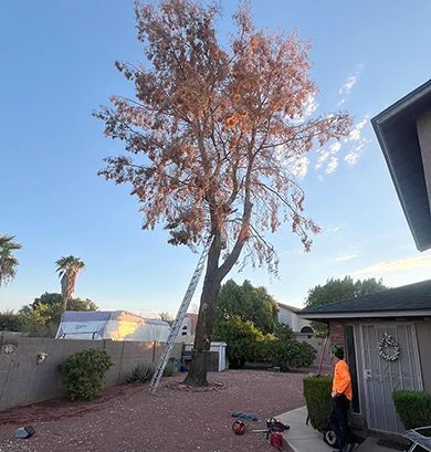 A man is standing next to a tree with a ladder attached to it.