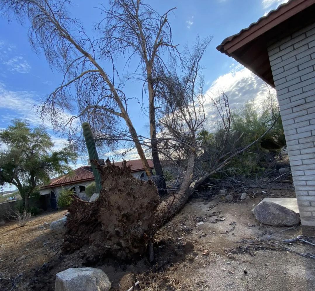 Uprooted tree in a dry yard beside a brick house under a blue sky