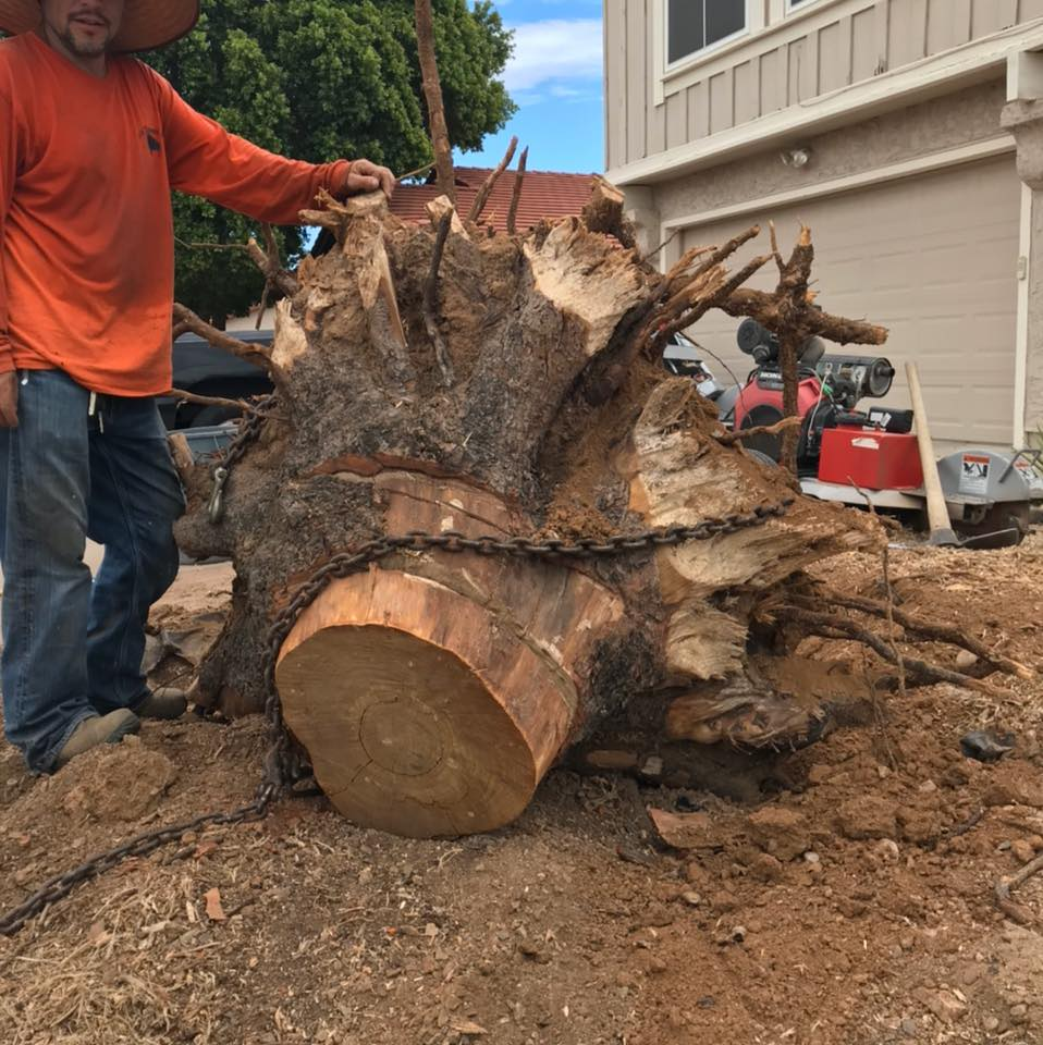 A man in an orange shirt is standing next to a large tree stump