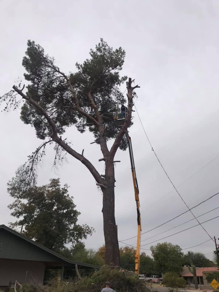 A large tree is being cut down by a crane