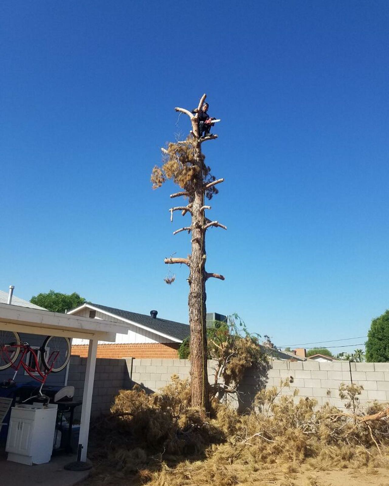 A tree with a blue sky in the background