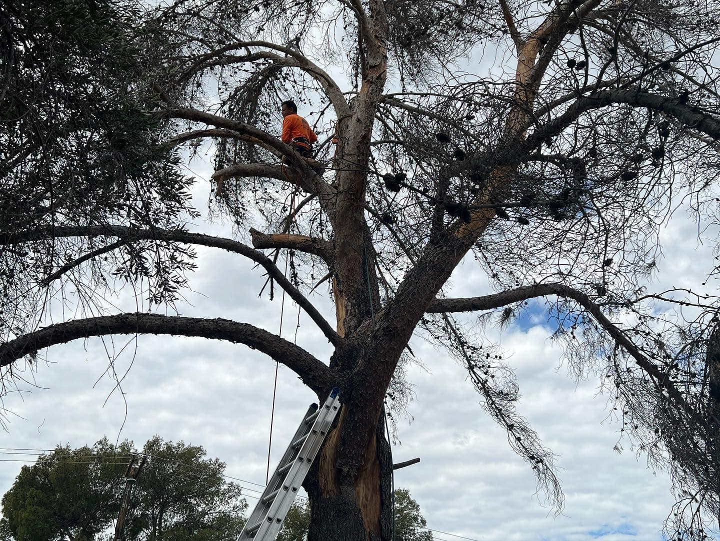 A man is climbing a tree with a ladder attached to it.