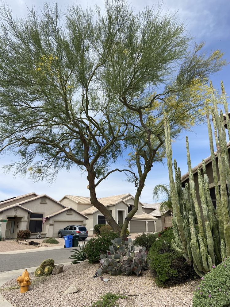 A tree in front of a house in a residential area.