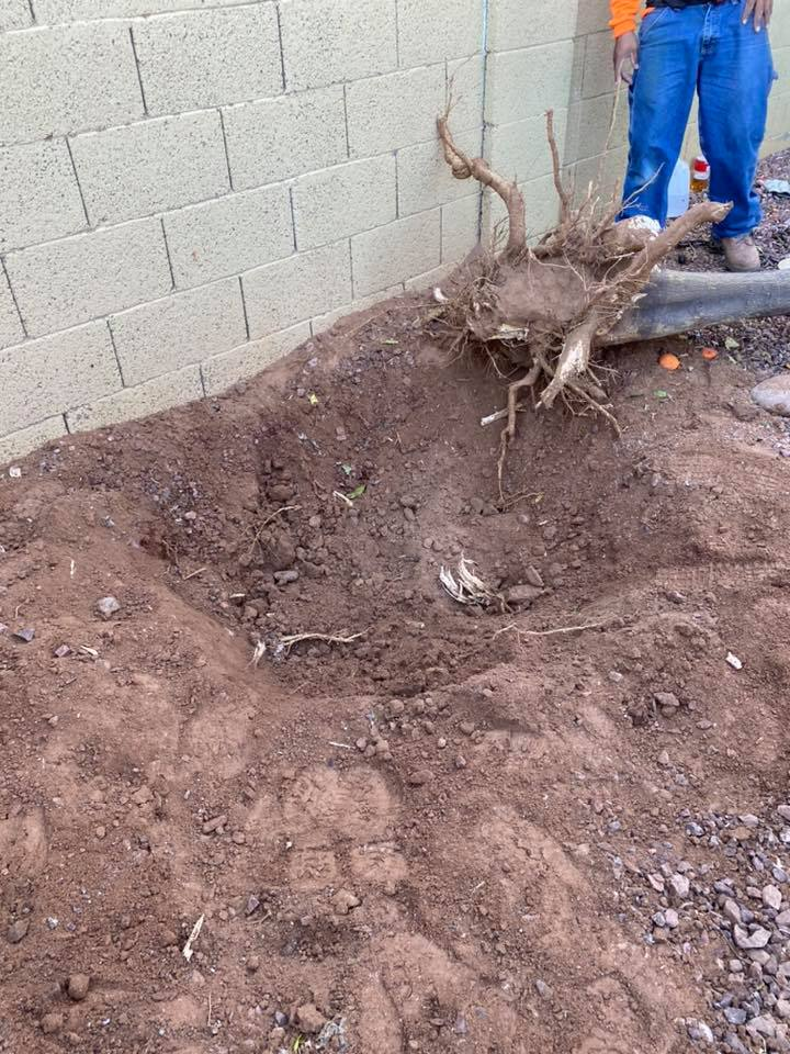 A man is standing next to a large tree stump in the dirt.
